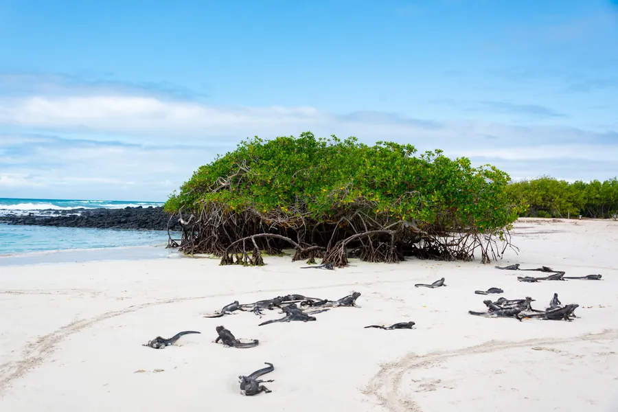 Kystlandskap på Galápagos