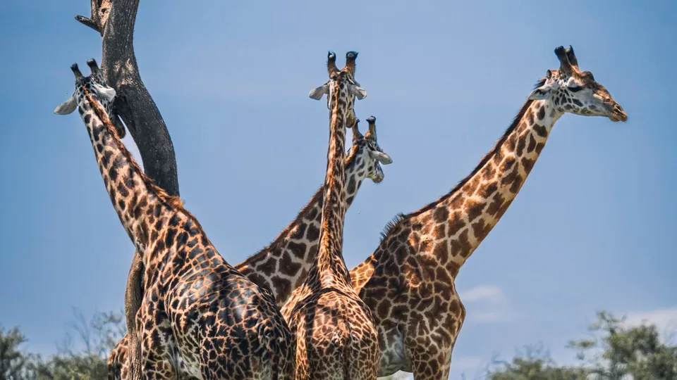 Kenya – reisemål i Afrika